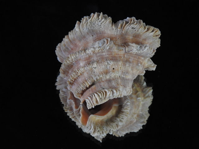 Thumbnail: Neorapana muricata 71.4mm