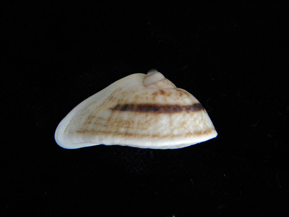 Thumbnail: Cochiorina involuta 31.6mm