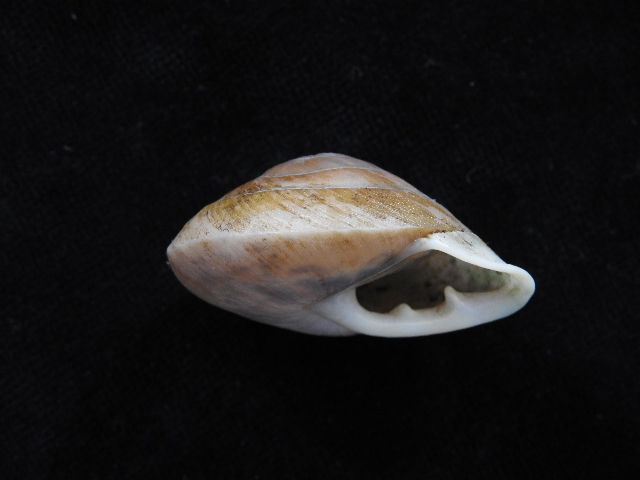 Thumbnail: Pleurodonte sublucerna 43.2mm