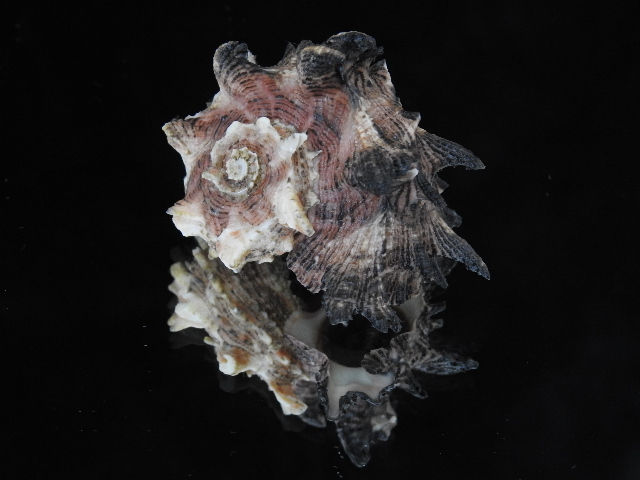 Thumbnail: Angaria delphinus 59.7mm