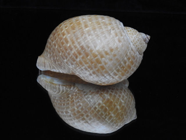 Thumbnail: Tonna perdix 120mm