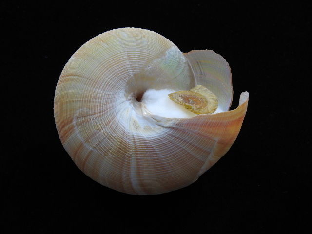 縮圖：Pleutomaria teramachii 102mm