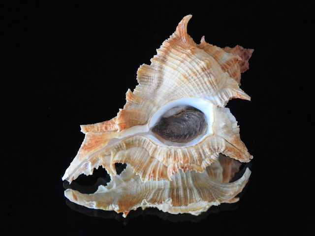 Thumbnail: Siratus springeri 83.3mm