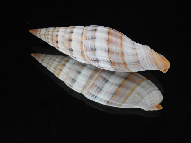 Thumbnail: Vexillum tayloriana 60.6mm