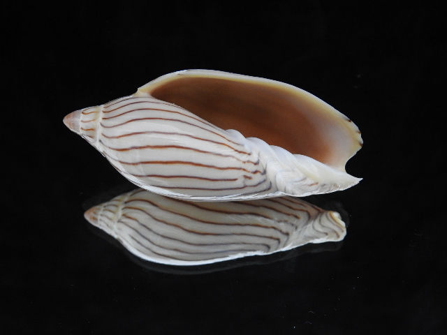 Amoria ellioti 69.1mm