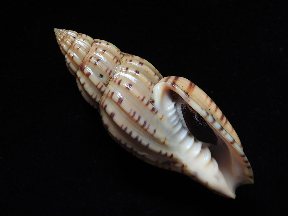 Thumbnail: Lyria planicostata boholensis 67.7mm