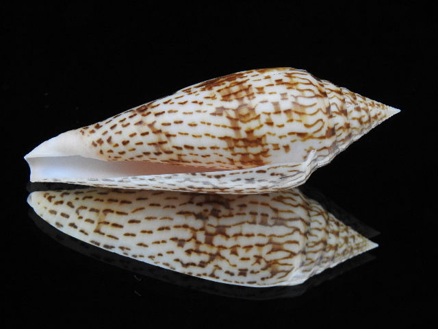 Thumbnail: Conus ranonganus 83.3mm