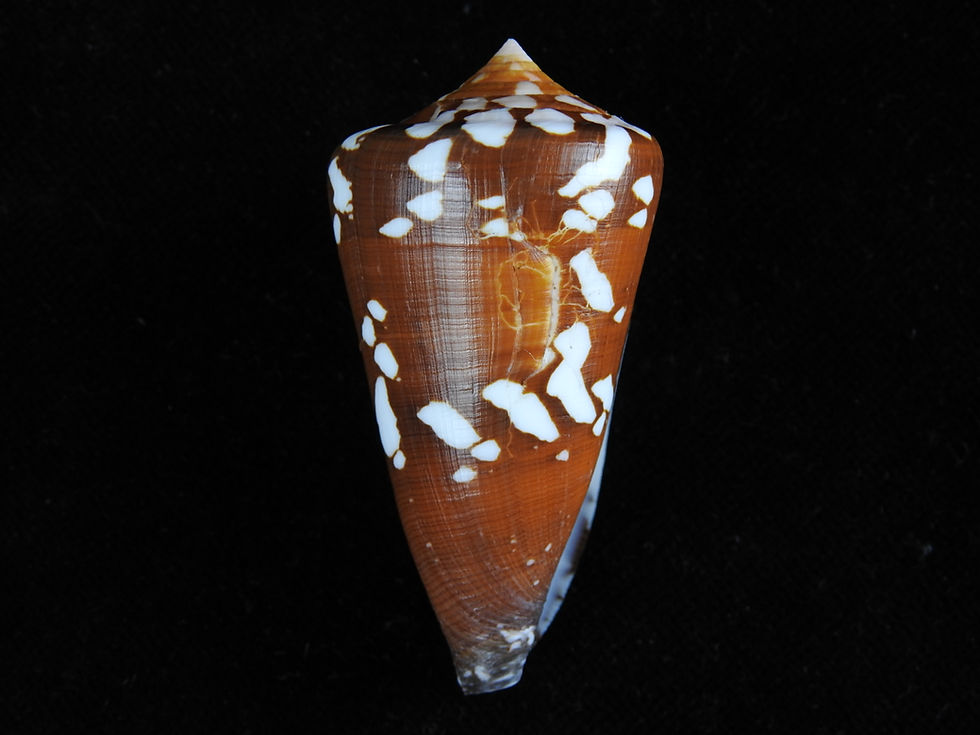 Thumbnail: Conus crocatus f. thailandis 62.3mm