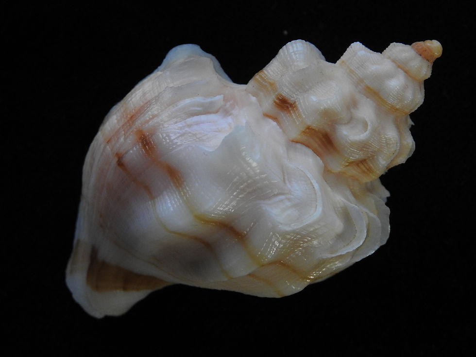 Thumbnail: Neptunea cumingii 82.9mm