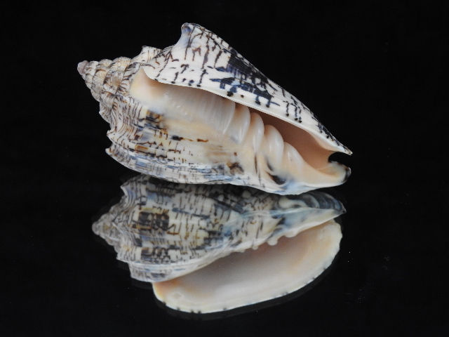 縮圖：Voluta ebraea 100.3mm