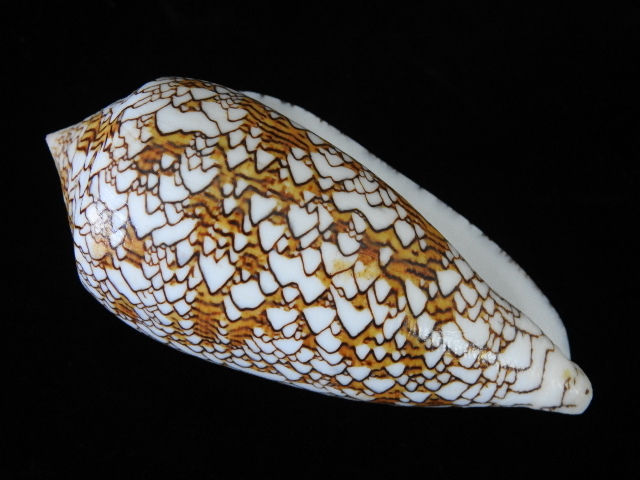 縮圖：Conus textile 110mm