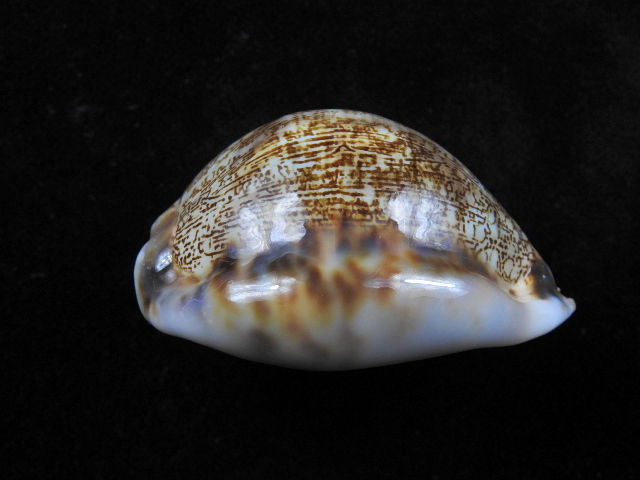 縮圖：Mauritia gibba f. vandammei 57.6mm
