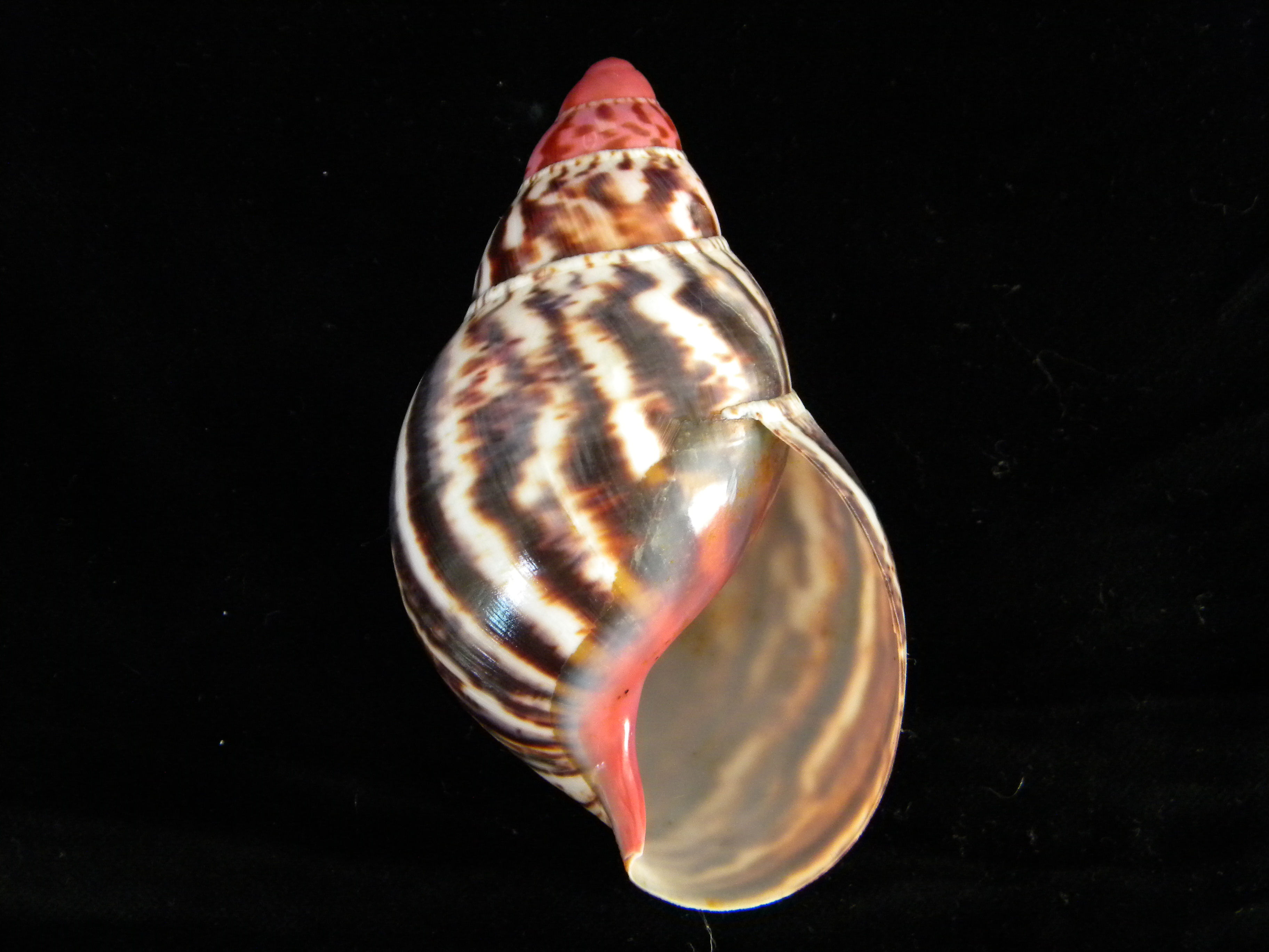 Archachatina marginata suturalis 108mm (GIANT)