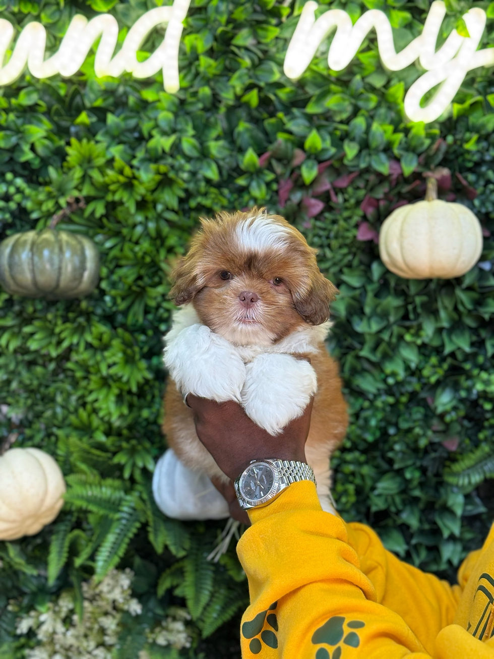 BUTTERNUT  — SHIH TZU