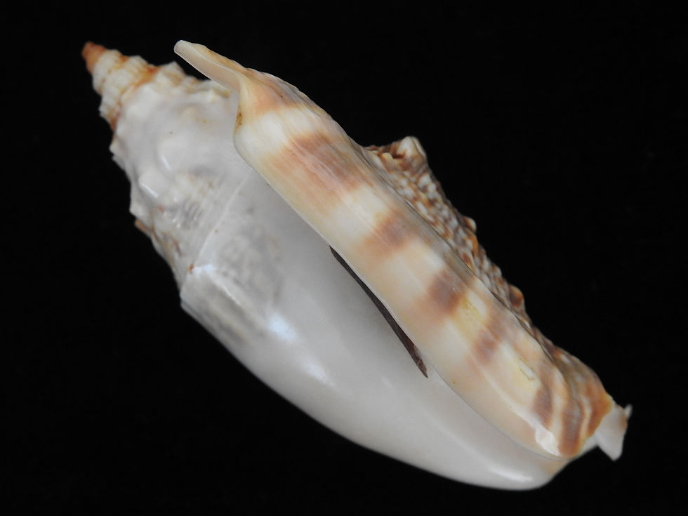 Strombus aurisdianae 83.2mm