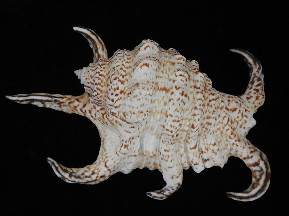 Thumbnail: Lambis chiragra f. arthritica 126.4mm