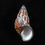 縮圖：Chrysallis aspera 61.7mm