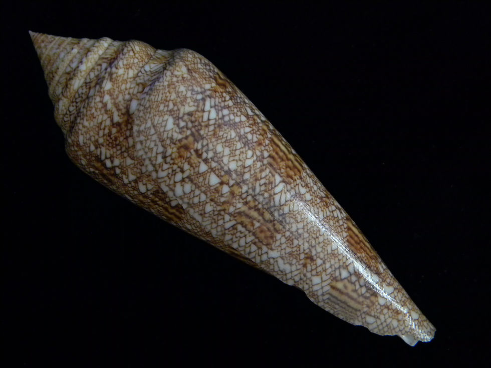 縮圖：Conus gloriamaris 110.7m