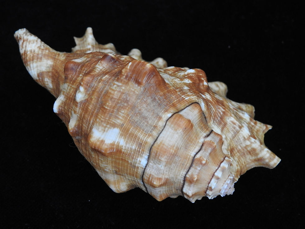 Thumbnail: Lambis (Millepes) millepela 104mm