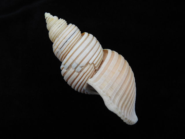 Thumbnail: Ancistrolepis vietnamensis 94.6mm