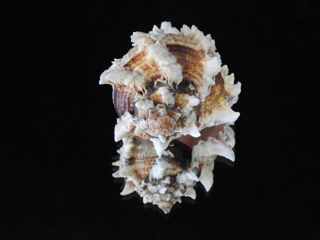 縮圖：Hexaplex regius 86.7mm