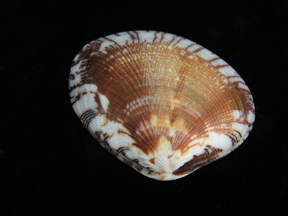 Thumbnail: Gafrarium divaricatum 44.9mm