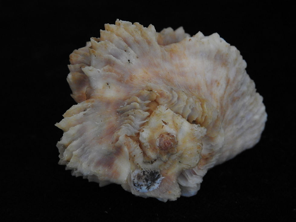 Thumbnail: Neorapana muricata 68.9mm
