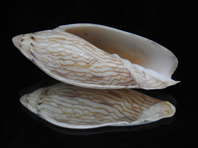 縮圖：Amoria turneri 67.5mm
