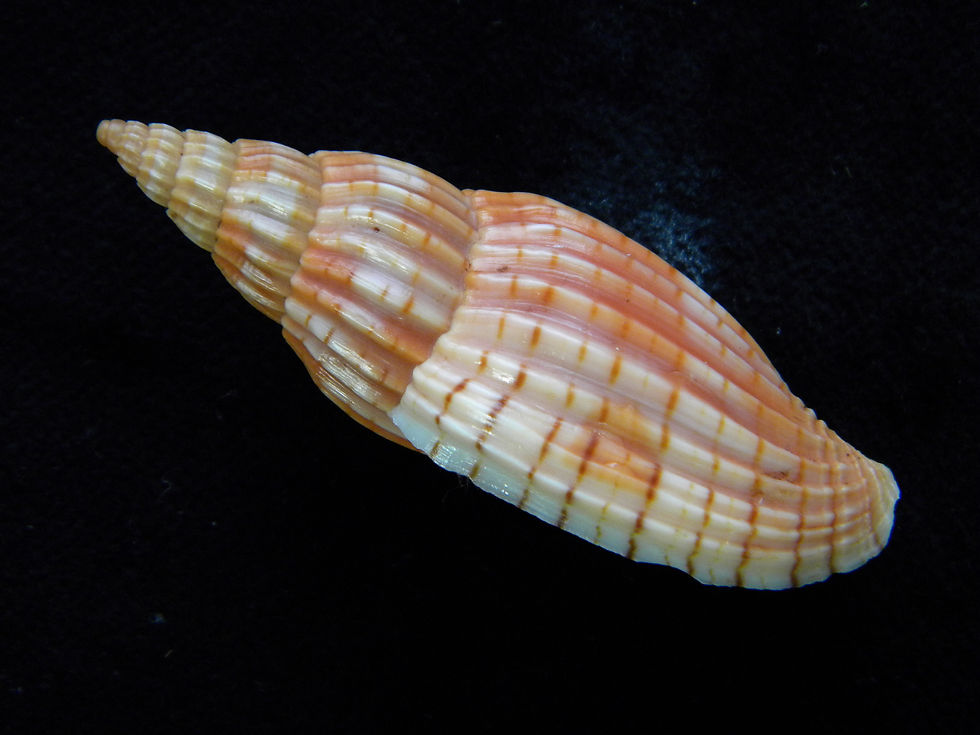 縮圖：Lyria delessertiana 58.6mm
