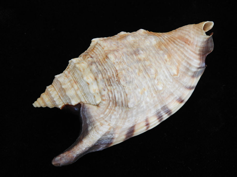 Thumbnail: Strombus aratrum 84.7mm