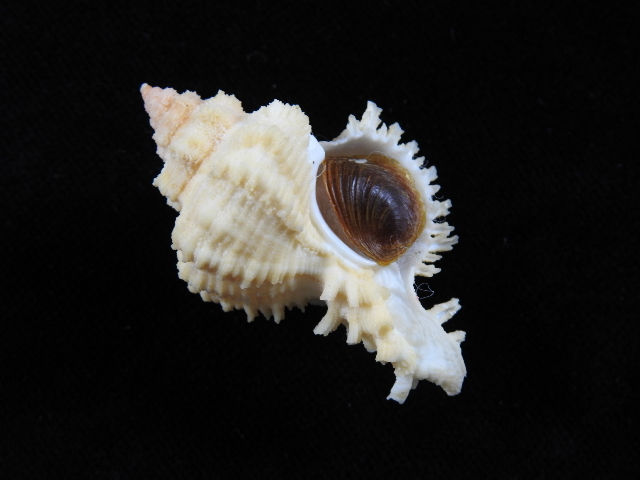 縮圖：Hexaplex conatus 51.7mm