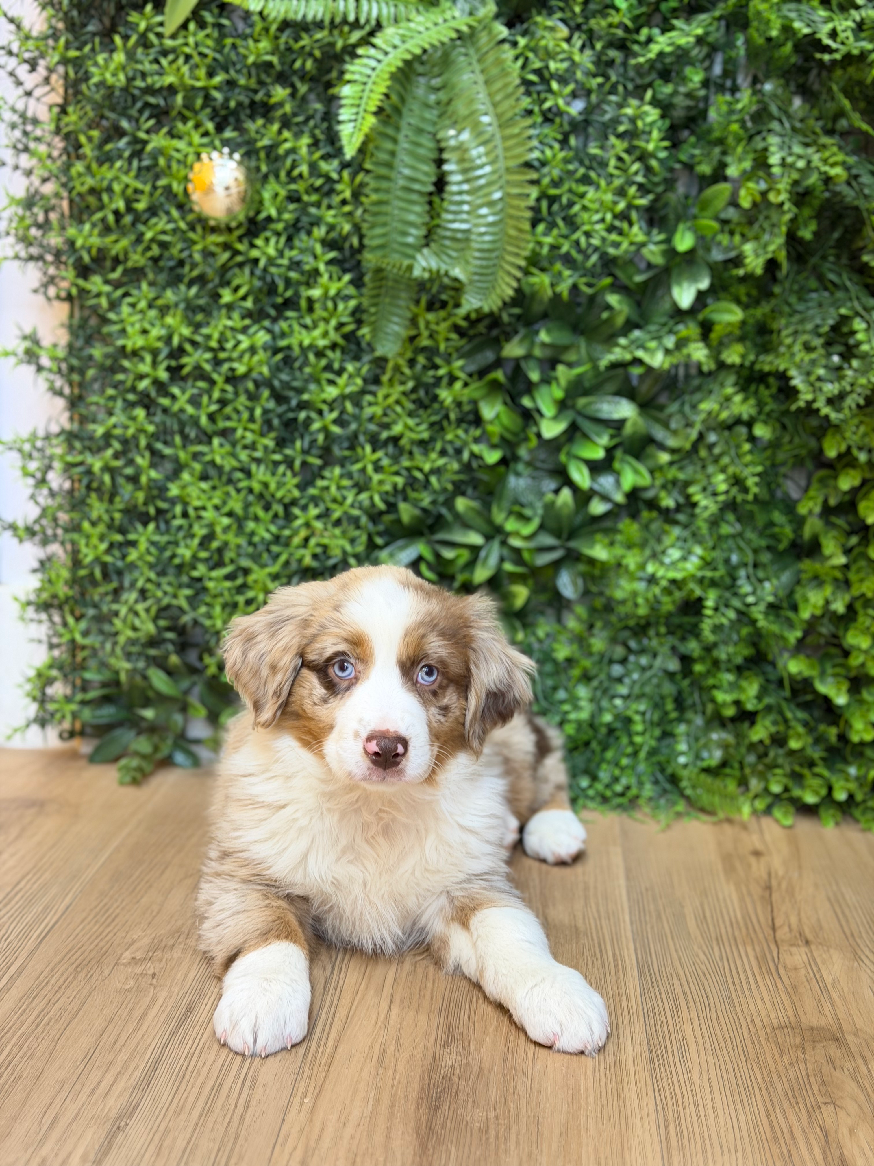 DAKOTA — AUSTRALIAN SHEPHERD