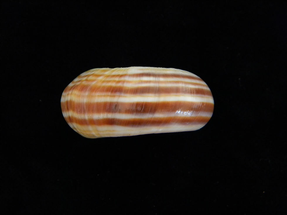 Thumbnail: Planorbarius corneus 44mm (Special)