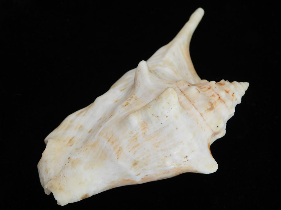 Thumbnail: Strombus tricornis f. indecoratus 97.4mm
