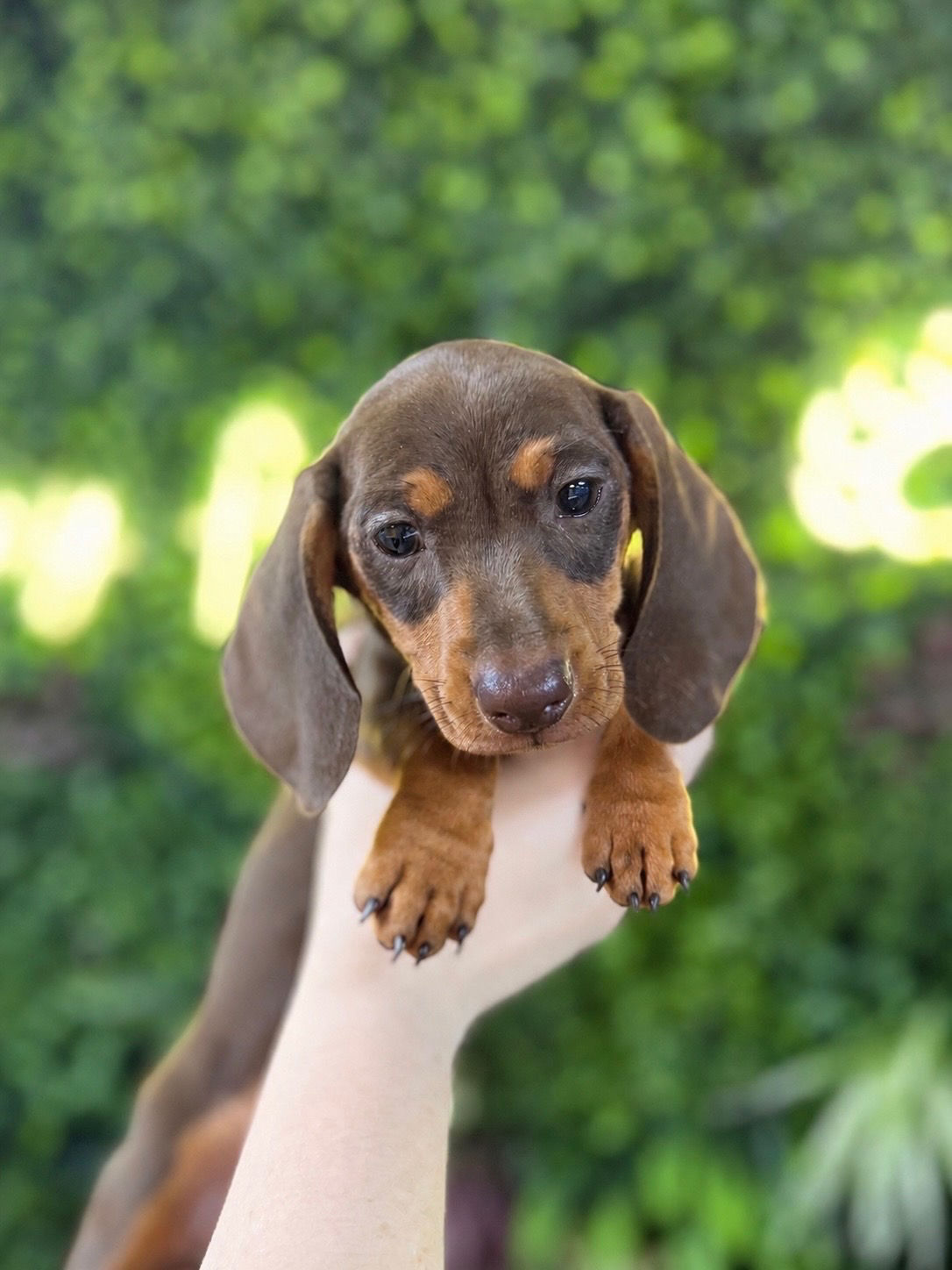 GRETA — DACHSHUND