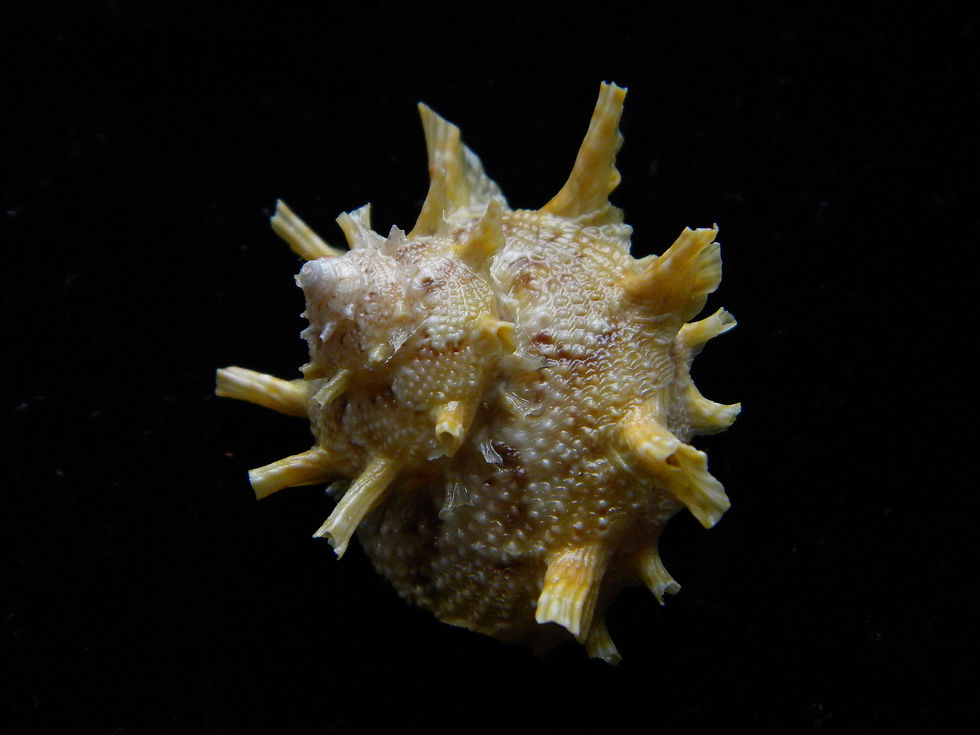 縮圖：Bolma girgyllus 38.7mm