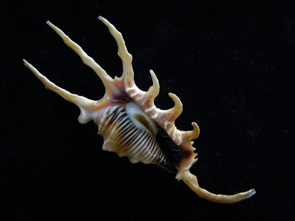 縮圖：Lambis scorpius 105.4mm (Dwarf)