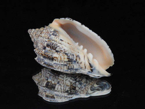 Voluta ebraea 100.3mm | shellbuynow