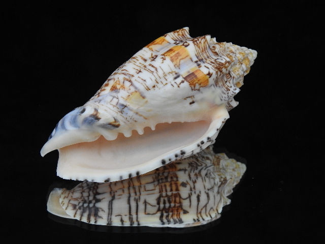 Voluta ebraea 107.5mm