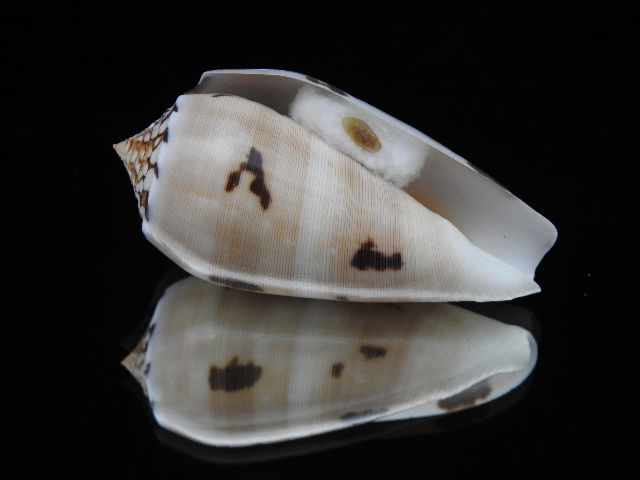 Conus striatus f. chusaki 64.1mm