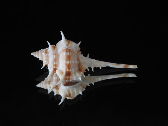 Thumbnail: Haustellum sobrinus 47.7mm