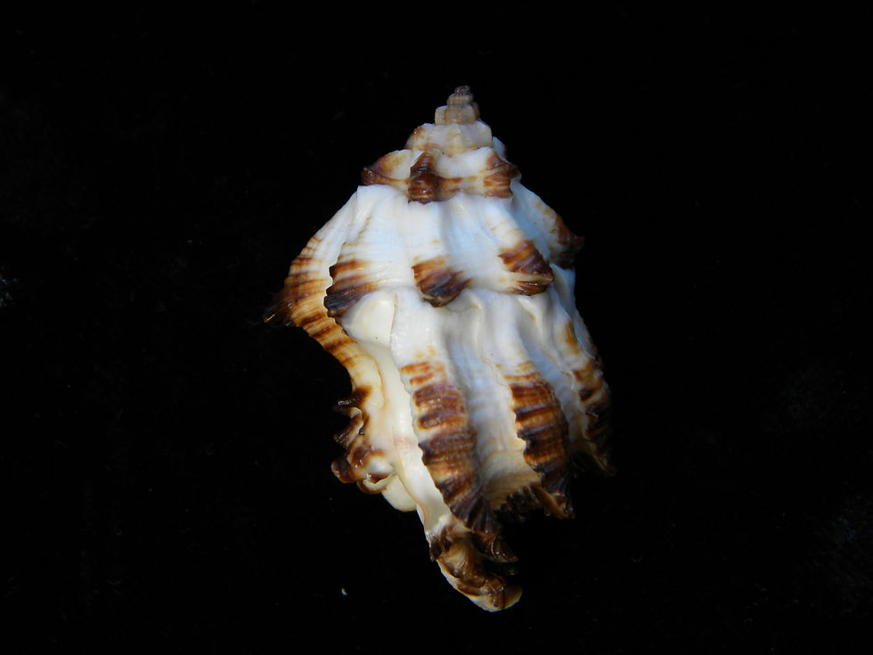 縮圖：Hexaplex depressospinosus 51.7mm