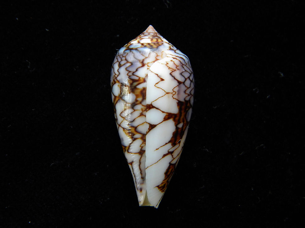 Thumbnail: Conus textile scriptus 41.2