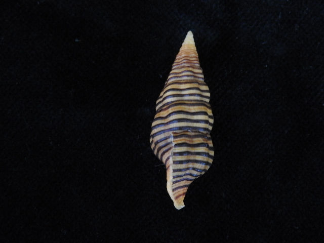 Thumbnail: Turrilatirus turritus 39.3mm