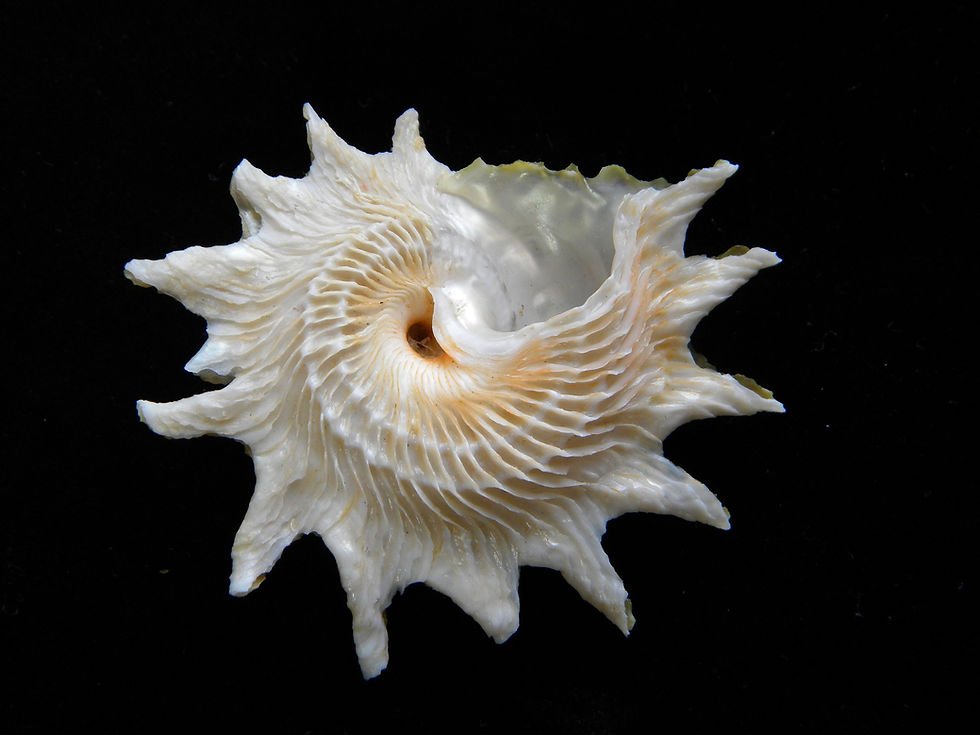 縮圖：Astraea phoebia 72.7mm