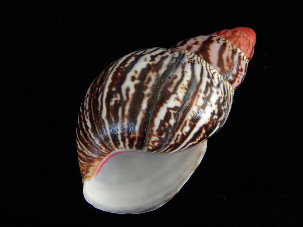 Thumbnail: Archachatina marginata suturalis 98mm (Giant)