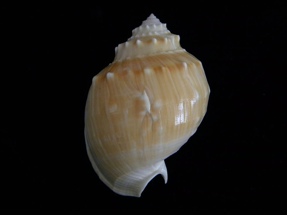 Thumbnail: Phalium coronadoi wyvillei 83.2mm