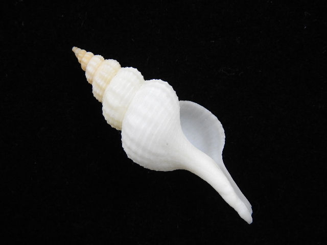 Thumbnail: Fusinus mariaodeteae 50.6mm