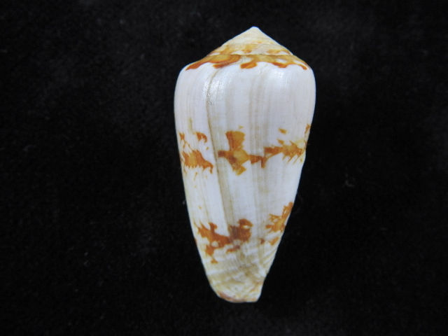 Thumbnail: Conus natalis f.gilchristi 40.1mm