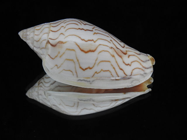 縮圖：Amoria undulata 9.8mm